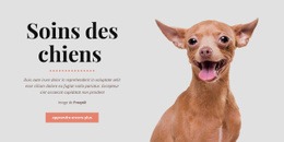 Conception Du Site Pour Chien Saines Habitudes