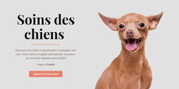 Chien Saines Habitudes – Thème Joomla