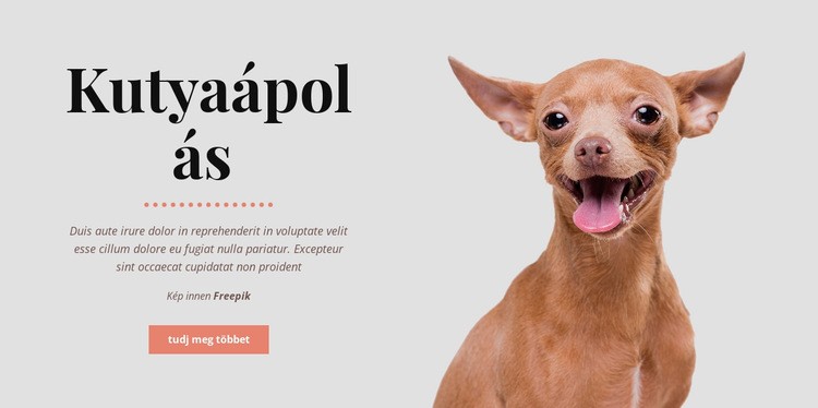 A kutya egészséges szokásai Weboldal tervezés