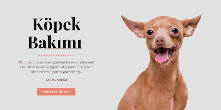 Köpeklerin sağlıklı alışkanlıkları HTML Şablonu