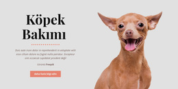 Köpeklerin Sağlıklı Alışkanlıkları - Duyarlı WordPress Teması
