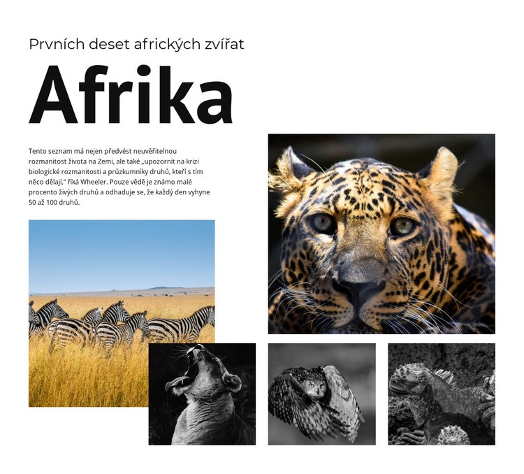 Deset afrických zvířat Webový design