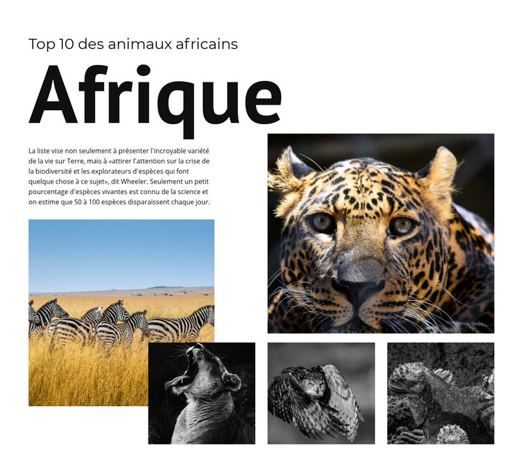 Dix animaux africains Conception de site Web