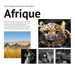 Dix Animaux Africains - Maquette Réactive