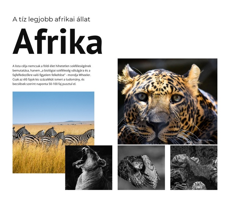 Tíz afrikai állat Weboldal tervezés