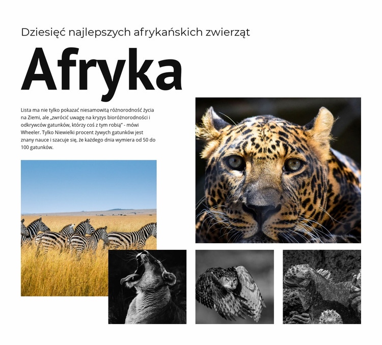 Dziesięć zwierząt afrykańskich Projekt strony internetowej