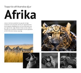 Tio Afrikanska Djur Webbdesign