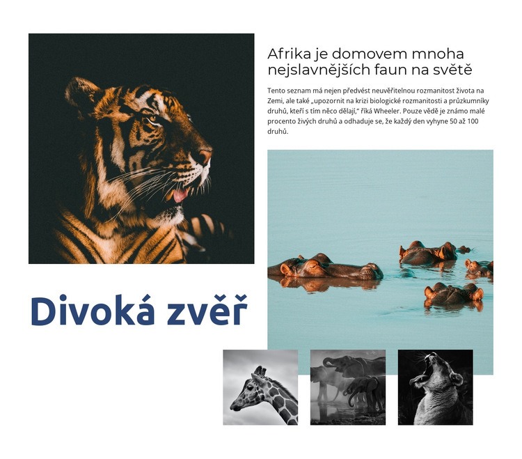 Afrika divoká zvěř Šablona webové stránky