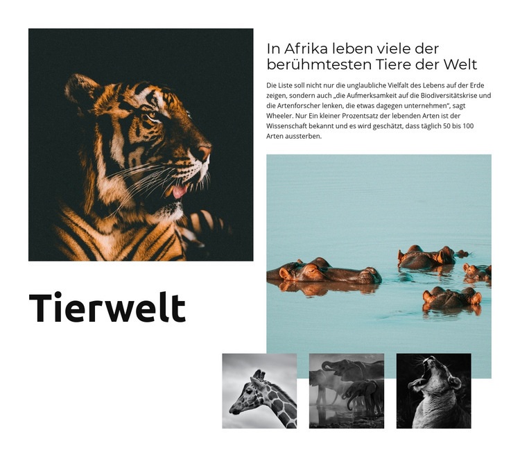Afrika Wildlife HTML Website Builder