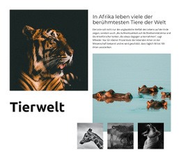 Afrika Wildlife - Vielseitiges Website-Modell