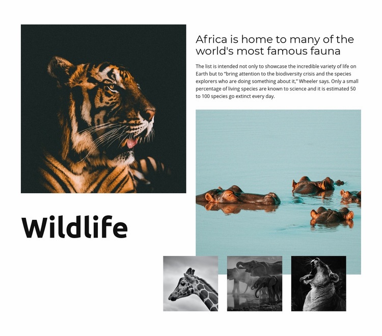 Africa Wildlife Elementor Template Alternative