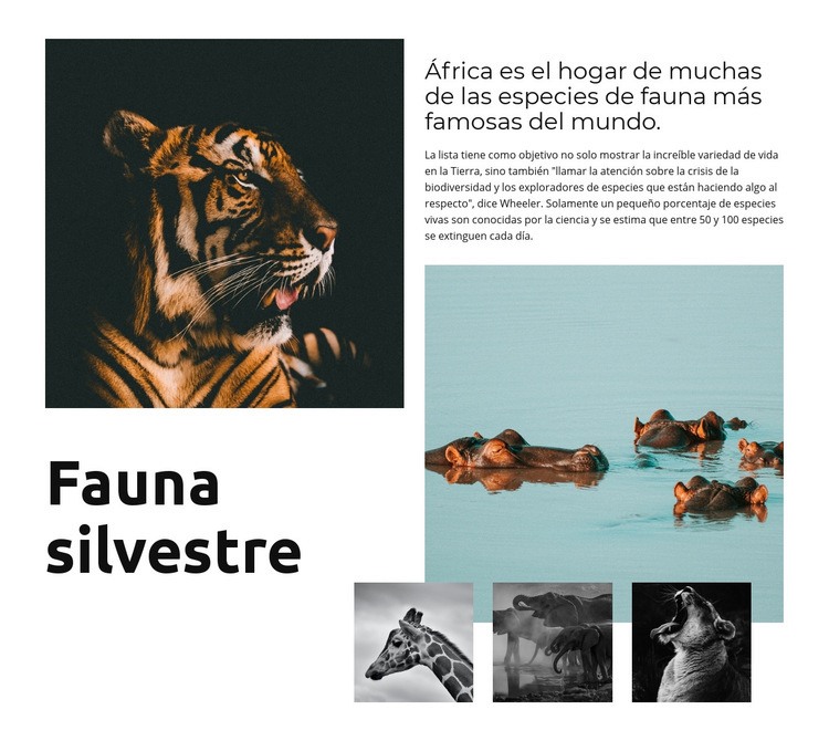 África Fauna Creador de sitios web HTML