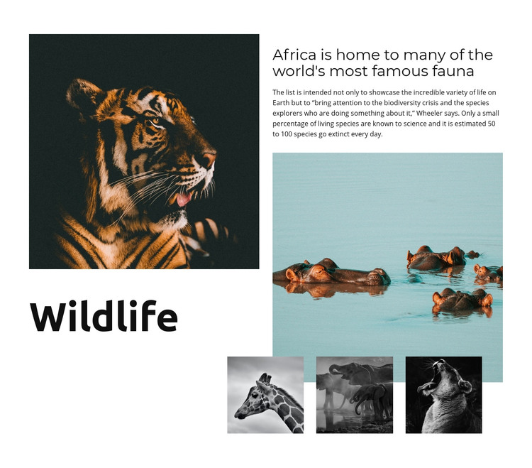 Africa Wildlife Homepage Design