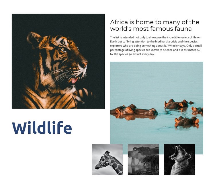Afrika vadvilága Html Weboldal készítő
