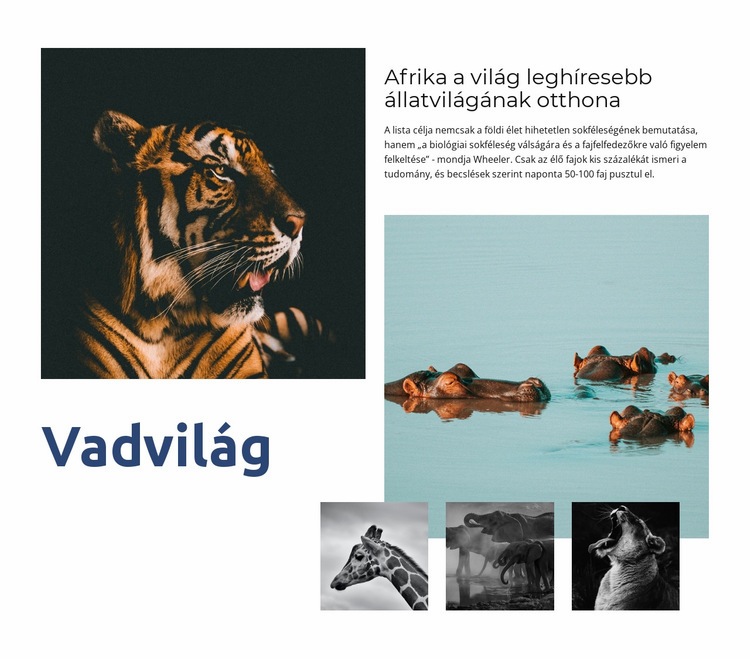 Afrika vadvilága Weboldal tervezés