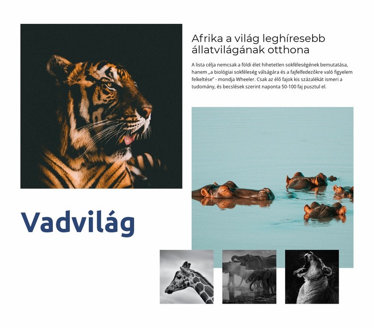 Afrika vadvilága WordPress Téma