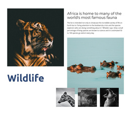 Africa Wildlife - Free Download Joomla Template
