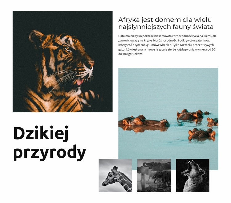 Afryka Wildlife Szablon