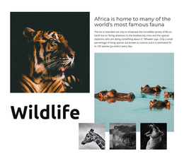 Africa Wildlife Designer Ads
