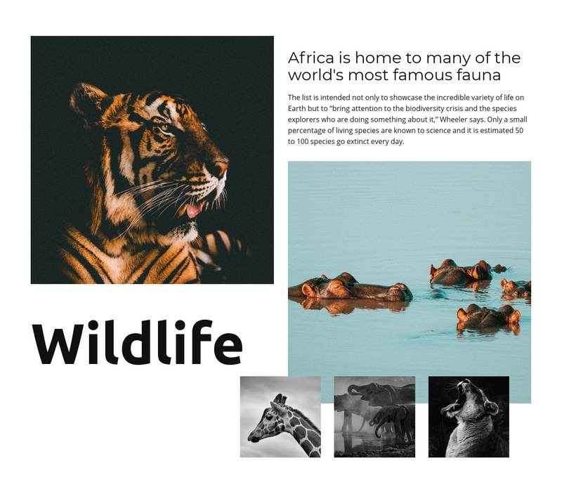 Africa Wildlife Squarespace Template Alternative