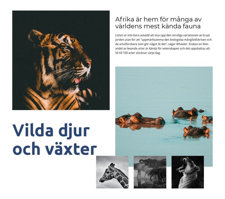 Afrika djurliv HTML-mall