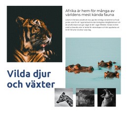 Afrika Djurliv - Nedladdning Av Webbplatsmall