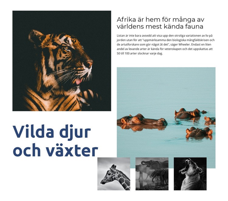 Afrika djurliv Webbplats mall