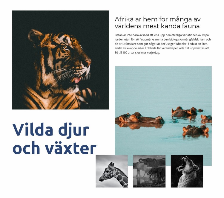 Afrika djurliv WordPress -tema