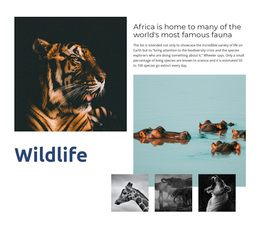 Africa Wildlife - Website Template