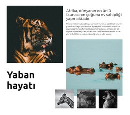 Afrika Yaban Hayatı - Ücretsiz Tek Sayfalık Web Sitesi