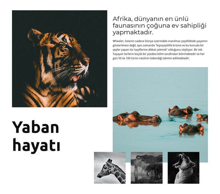 Afrika yaban hayatı Web Sitesi Mockup'ı