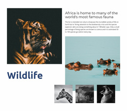 Africa Wildlife - Professional Website Design