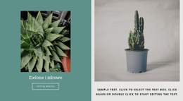 Jak Uprawiać Kaktusy