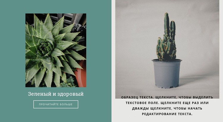 Как вырастить кактусы Дизайн сайта