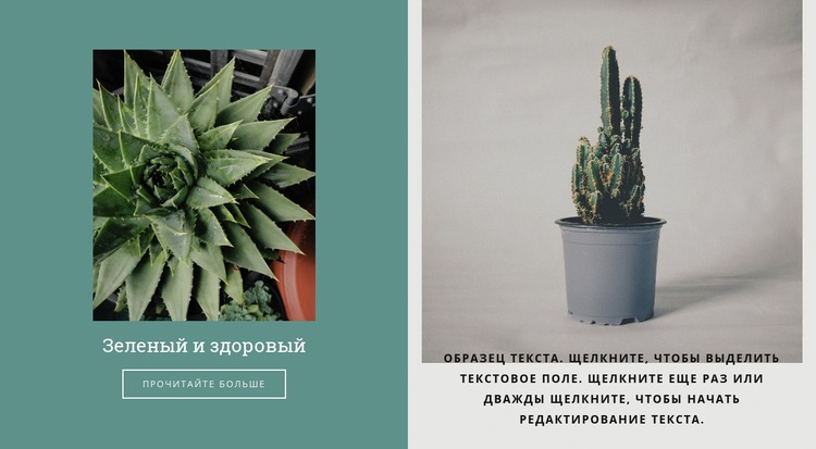 Как вырастить кактусы Шаблон веб-сайта