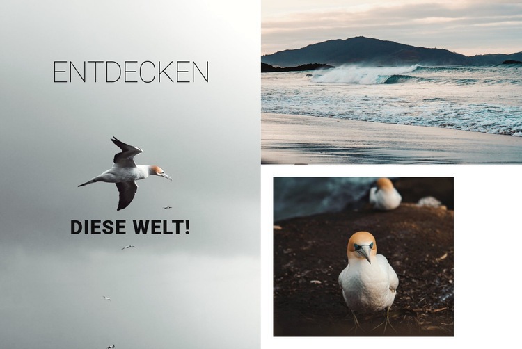 Entdecke diese Welt Website design