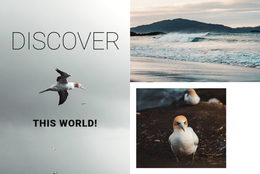Ready To Use Web Page Design For Discover This World