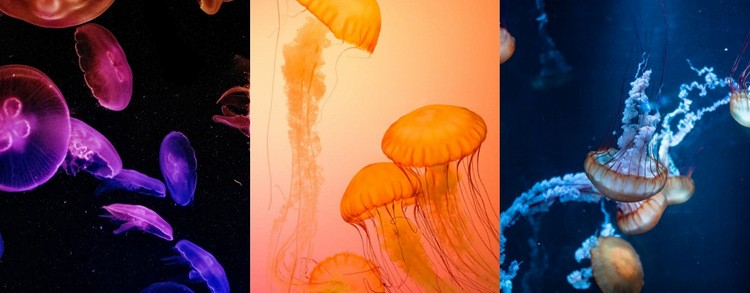 Meeresgeschichten Website design