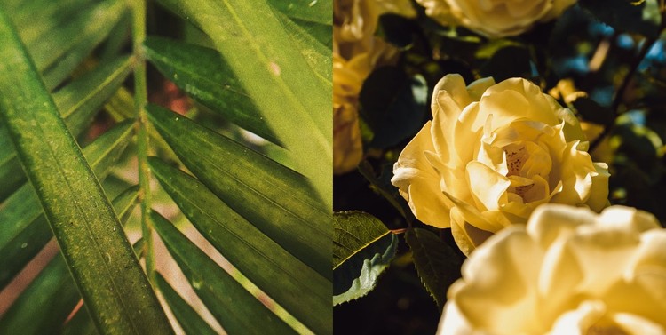Bladeren en bloemen CSS-sjabloon