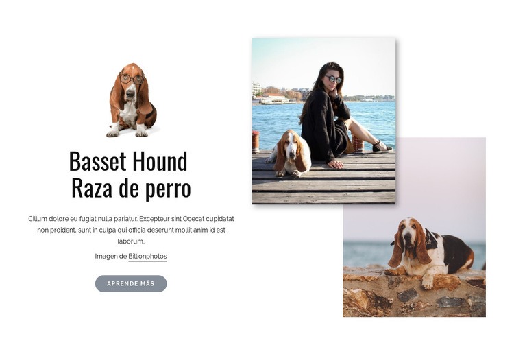 Perro basset hound Maqueta de sitio web