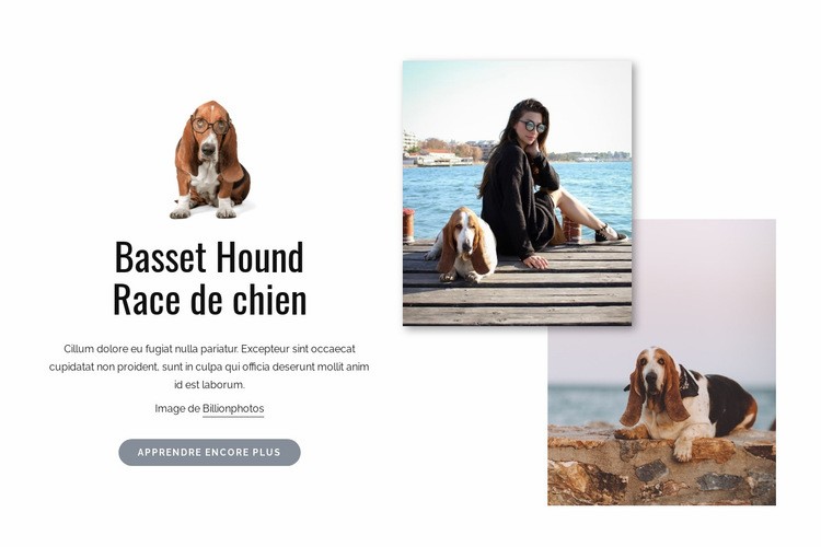 Chien de basset Modèles de constructeur de sites Web