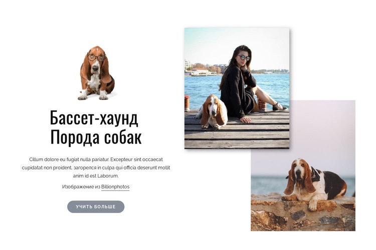 Бассет-хаунд собака Дизайн сайта
