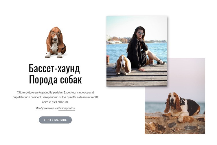 Бассет-хаунд собака HTML5 шаблон