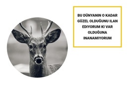 Orman Sakinleri - Özelleştirilebilir Şablon