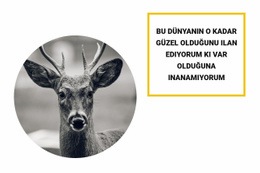 Orman Sakinleri - Duyarlı Tek Sayfalık Şablon