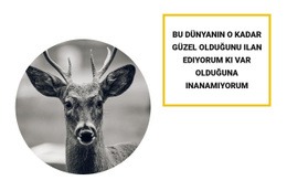 Orman Sakinleri - Modern Site Tasarımı