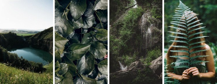 Gallery with jungle nature Html Code Example