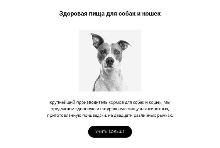 Здоровое питание для собаки Дизайн сайта