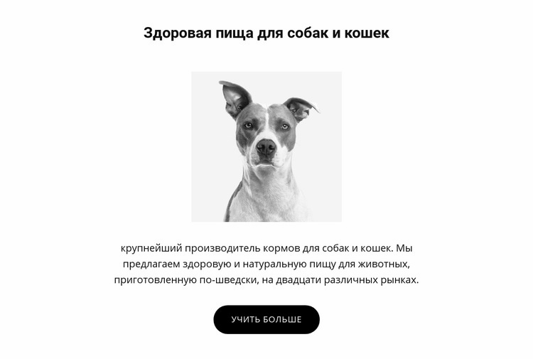 Здоровое питание для собаки HTML шаблон