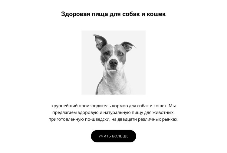 Здоровое питание для собаки HTML5 шаблон